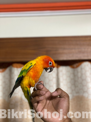 Sun conure red facktor